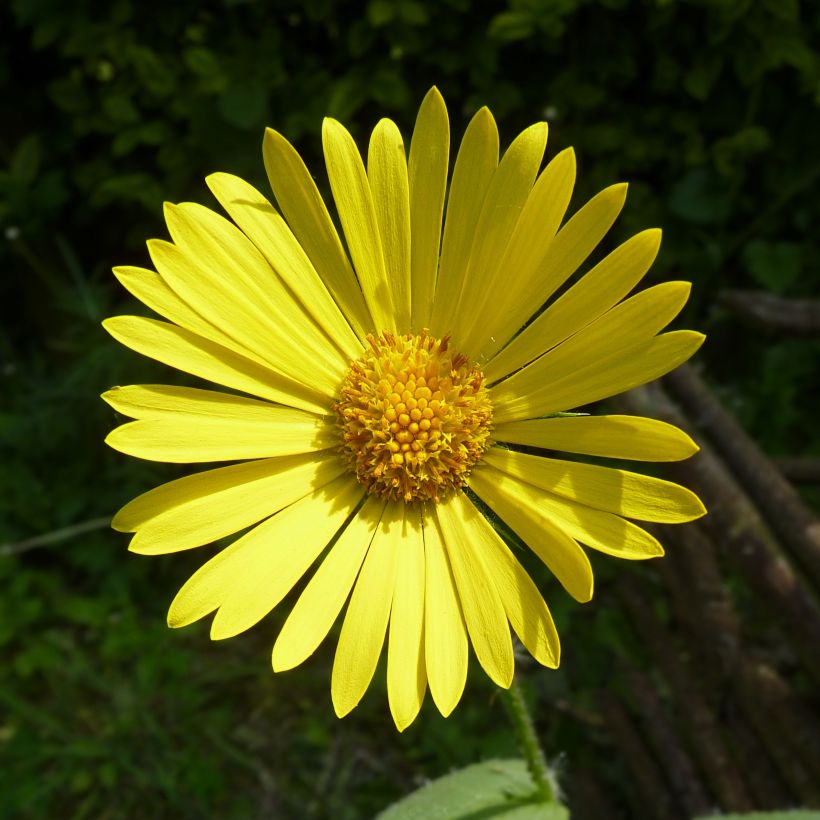 Doronicum pardalianches (Flowering)