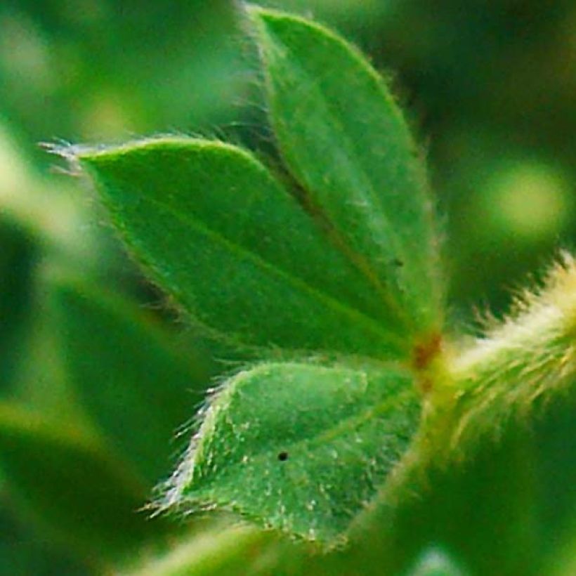 Dorycnium hirsutum (Foliage)