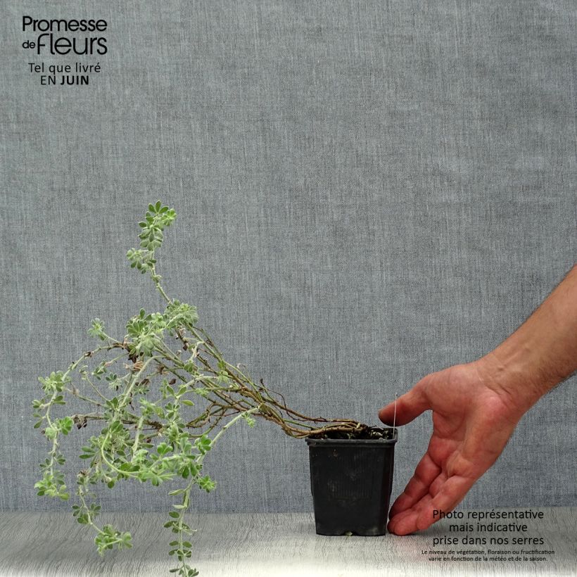 Dorycnium hirsutum Godet de 9cm sample as delivered in summer