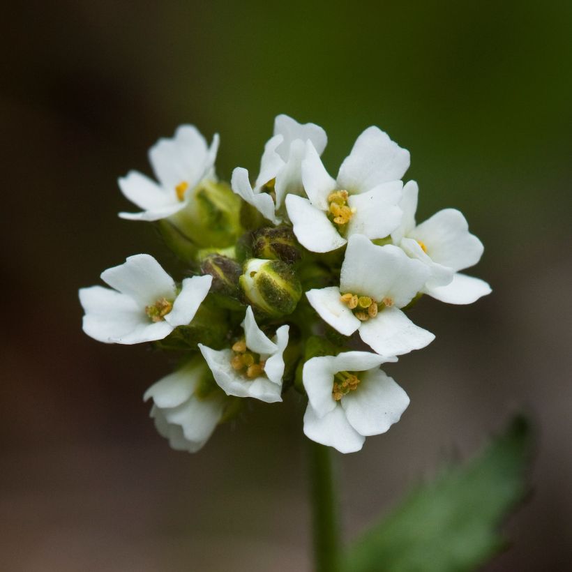 Draba sakuraii (Flowering)