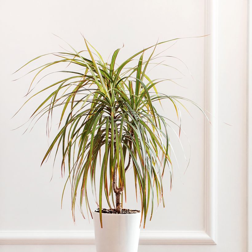 Dracaena reflexa var. angustifolia Bicolour - Dragon tree (Plant habit)