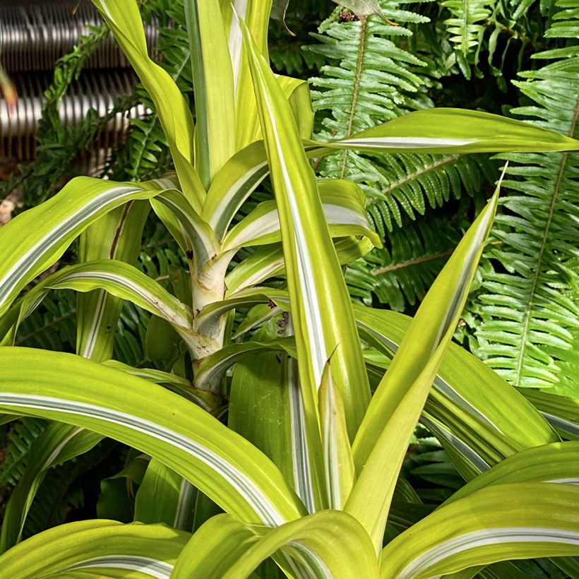 Dracaena fragrans Lemon Surprise - Dragon tree (Plant habit)