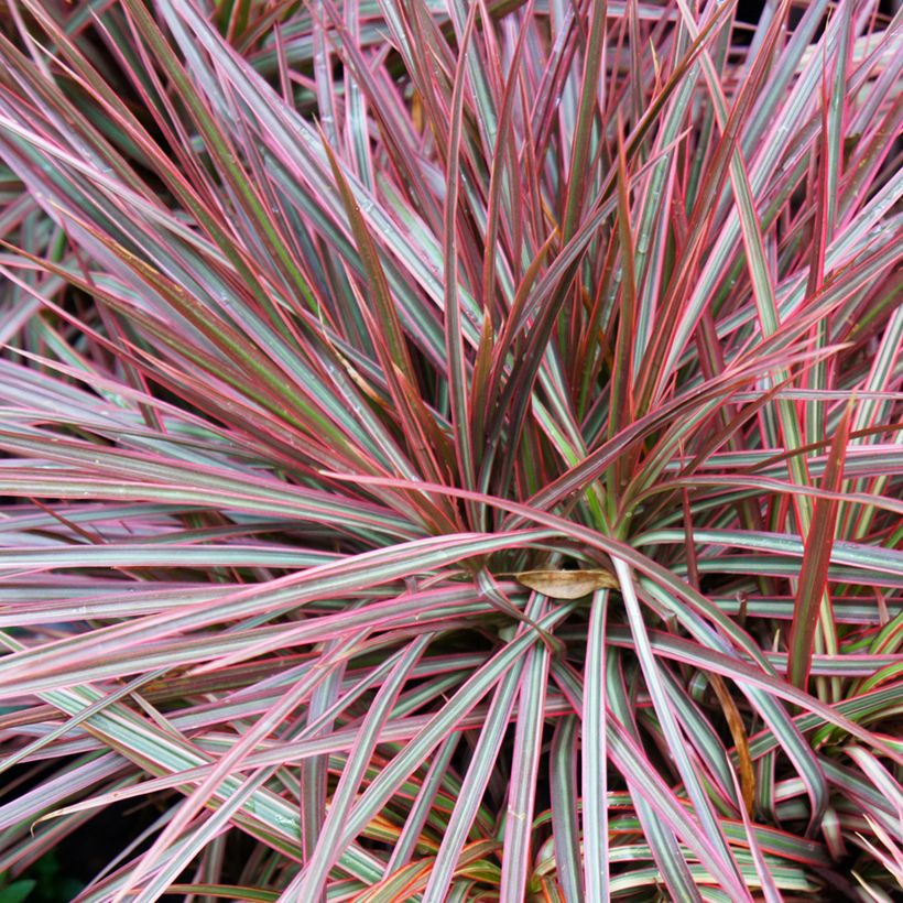 Dracaena reflexa var. angustifolia Magenta - Dragon tree (Foliage)