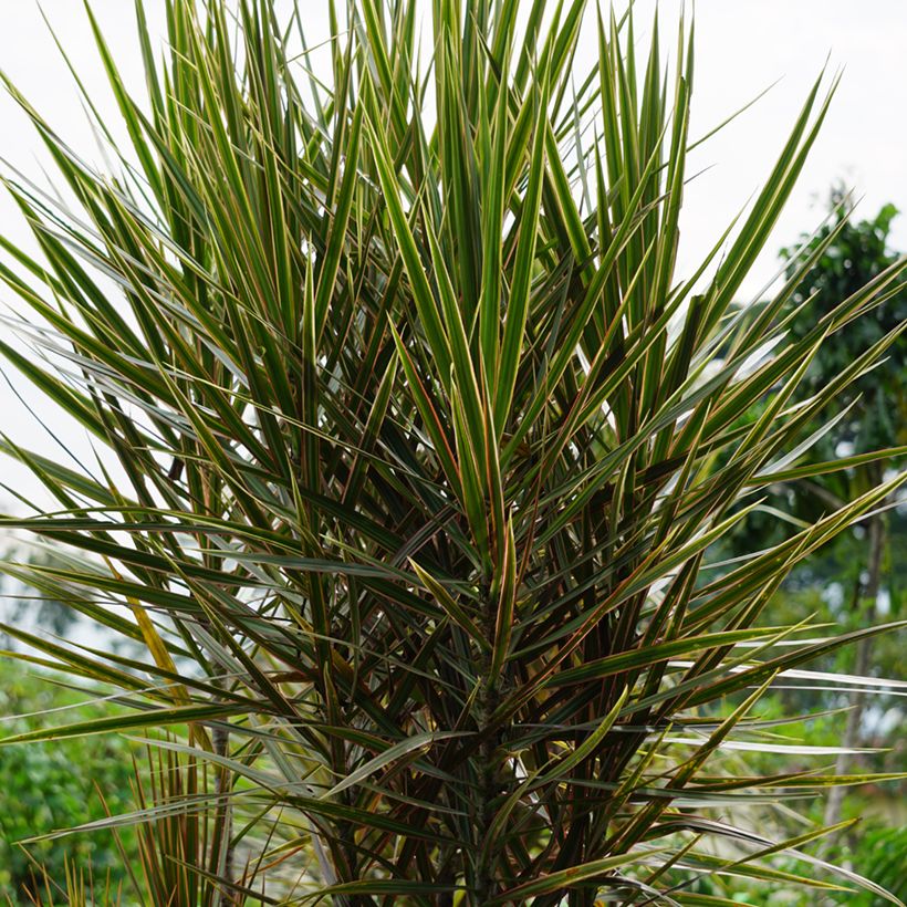 Dracaena reflexa var. angustifolia Magenta - Dragon tree (Plant habit)