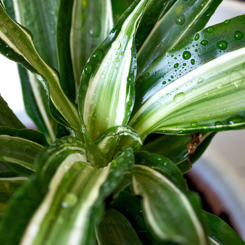 Dracaena fragrans Malaika - Corn plant (Foliage)