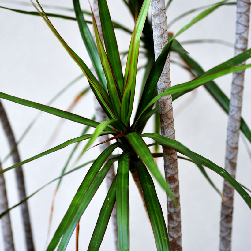 Dracaena reflexa var. angustifolia  - Dragon tree (Foliage)