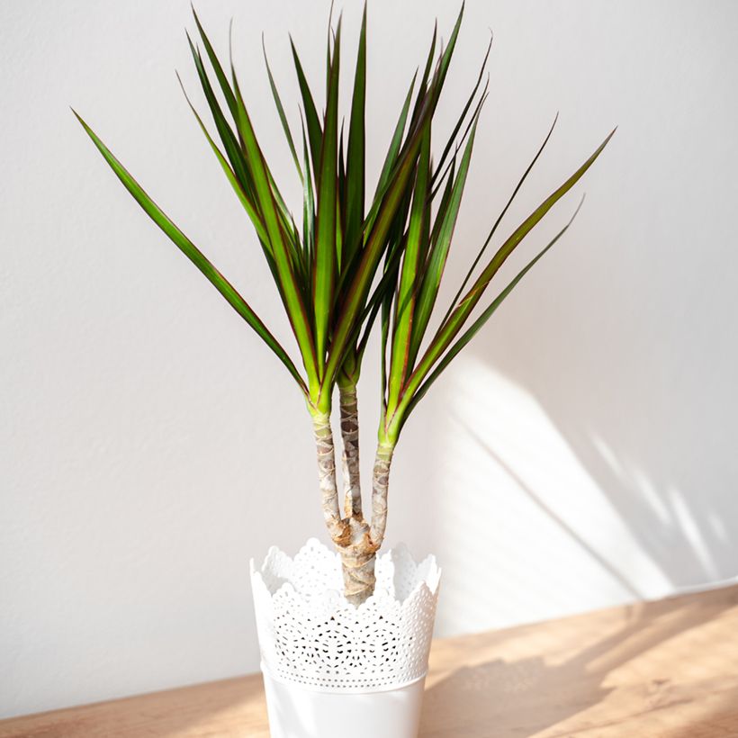 Dracaena reflexa var. angustifolia  - Dragon tree (Plant habit)