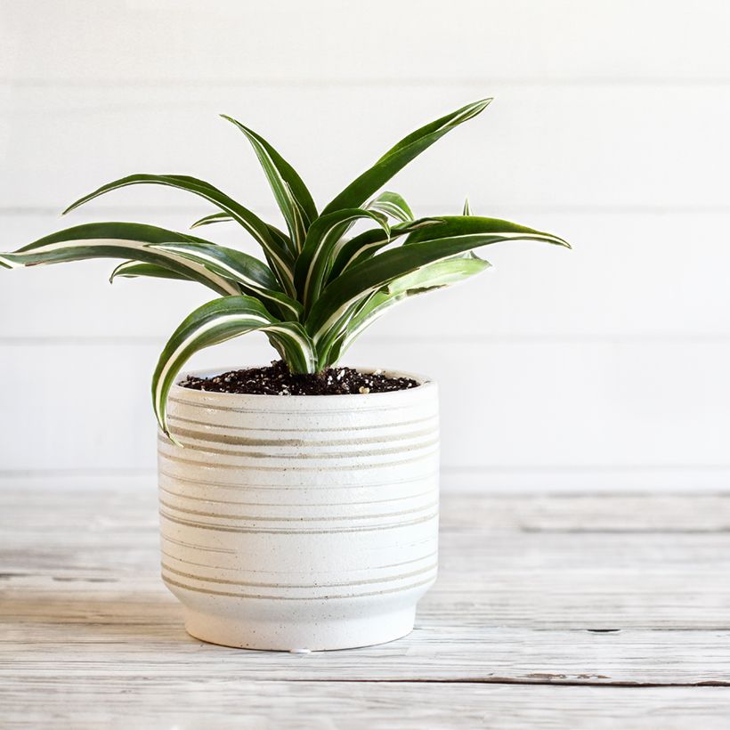 Dracaena fragrans White Jewel - Corn plant (Plant habit)