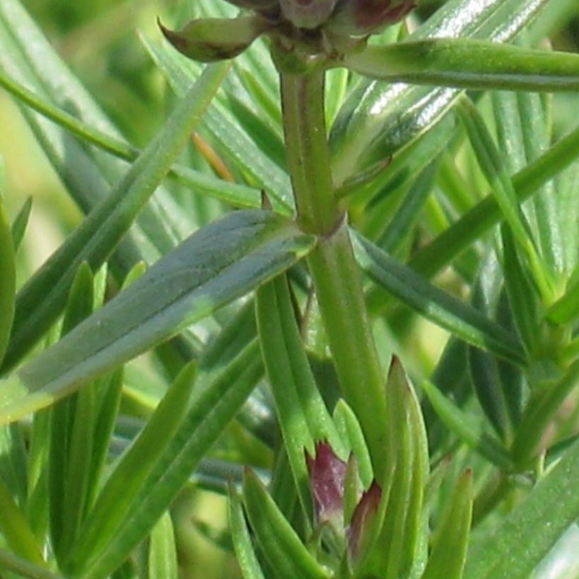 Dracocephalum ruyschiana (Foliage)