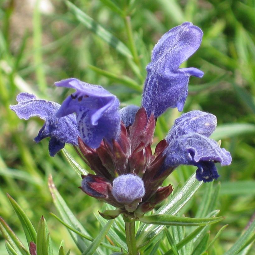Dracocephalum ruyschiana (Flowering)