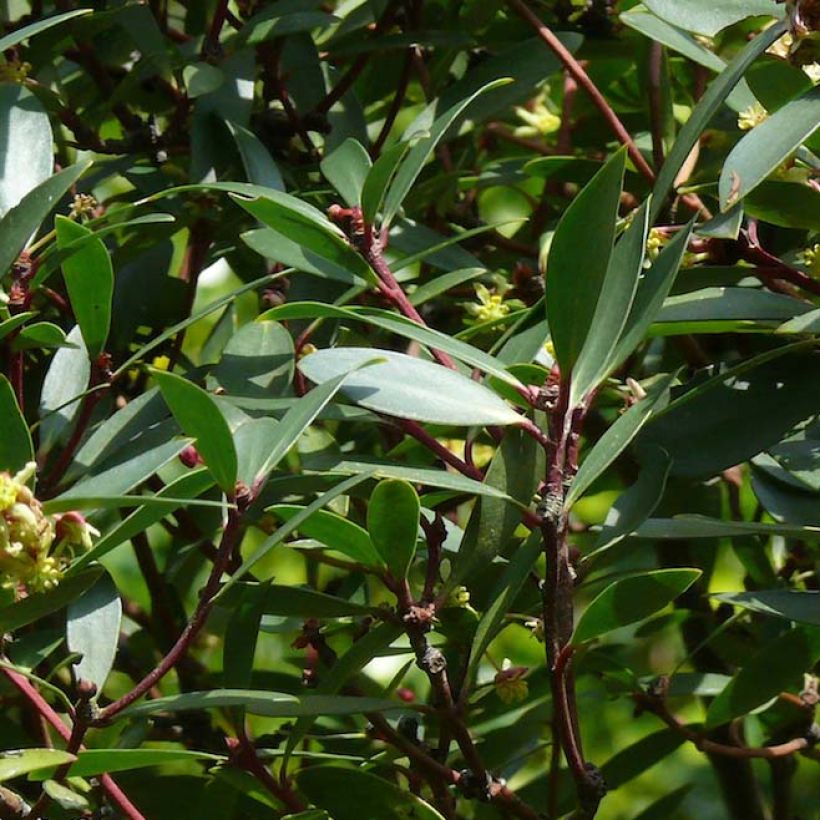 Drimys aromatica (Foliage)