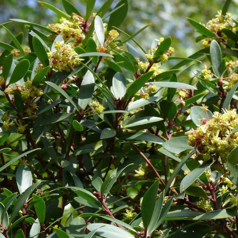 Drimys aromatica (Flowering)