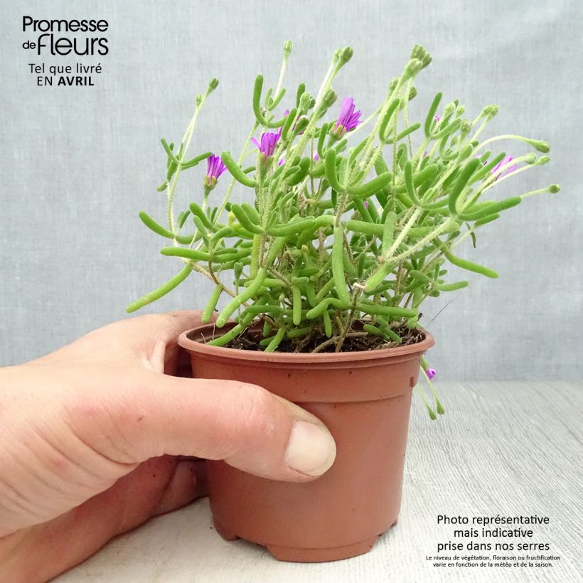 Drosanthemum candens (= floribundum) Godet de 9cm sample as delivered in spring