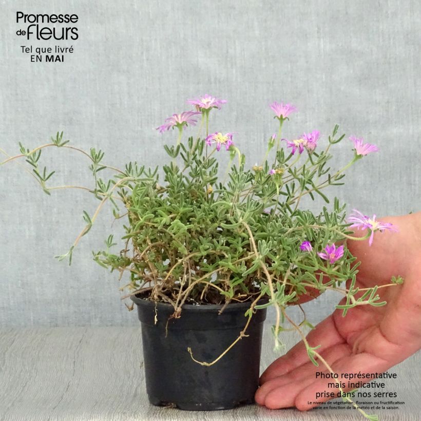 Drosanthemum hispidum - Grain de riz Godet de 9cm sample as delivered in spring