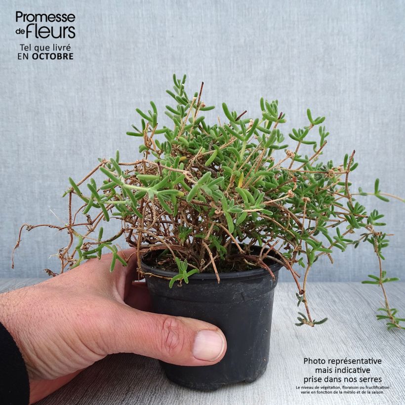 Drosanthemum hispidum 8/9 cm pot sample as delivered in autumn