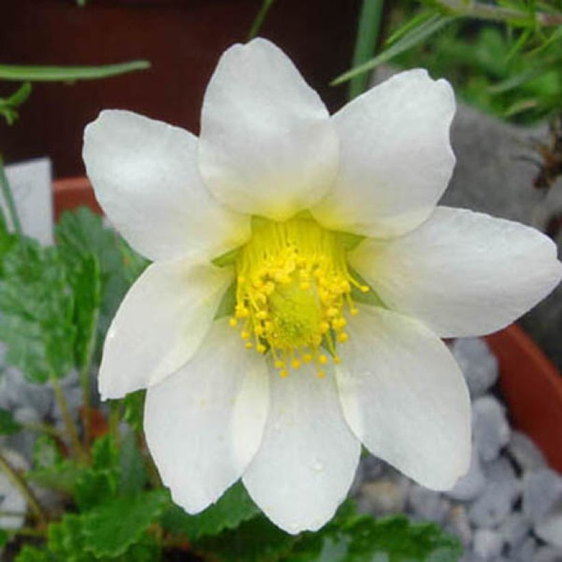 Dryas x suendermannii (Flowering)