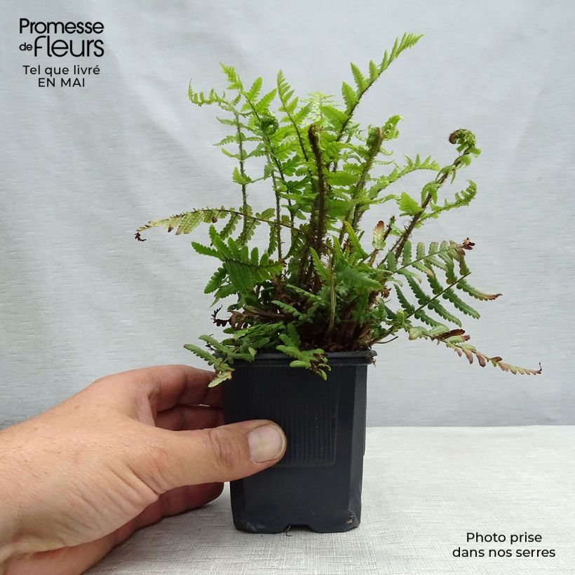 Dryopteris affinis - Scaly Male Fern sample as delivered in spring