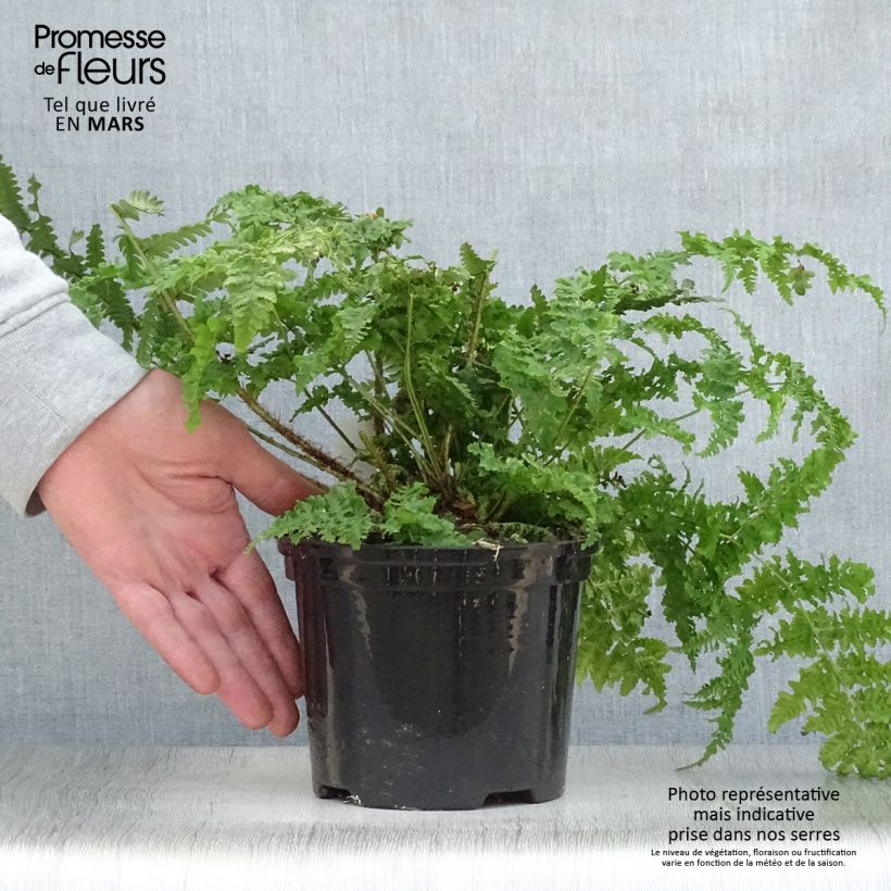 Dryopteris dilatata - Broad Buckler Fern 2L/3L pot sample as delivered in spring