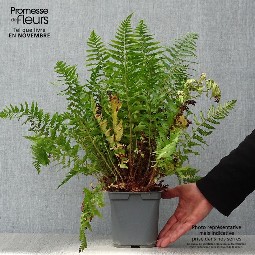 Dryopteris erythrosora - Fougère rose cuivré en pot de 2/3 litres sample as delivered in autumn