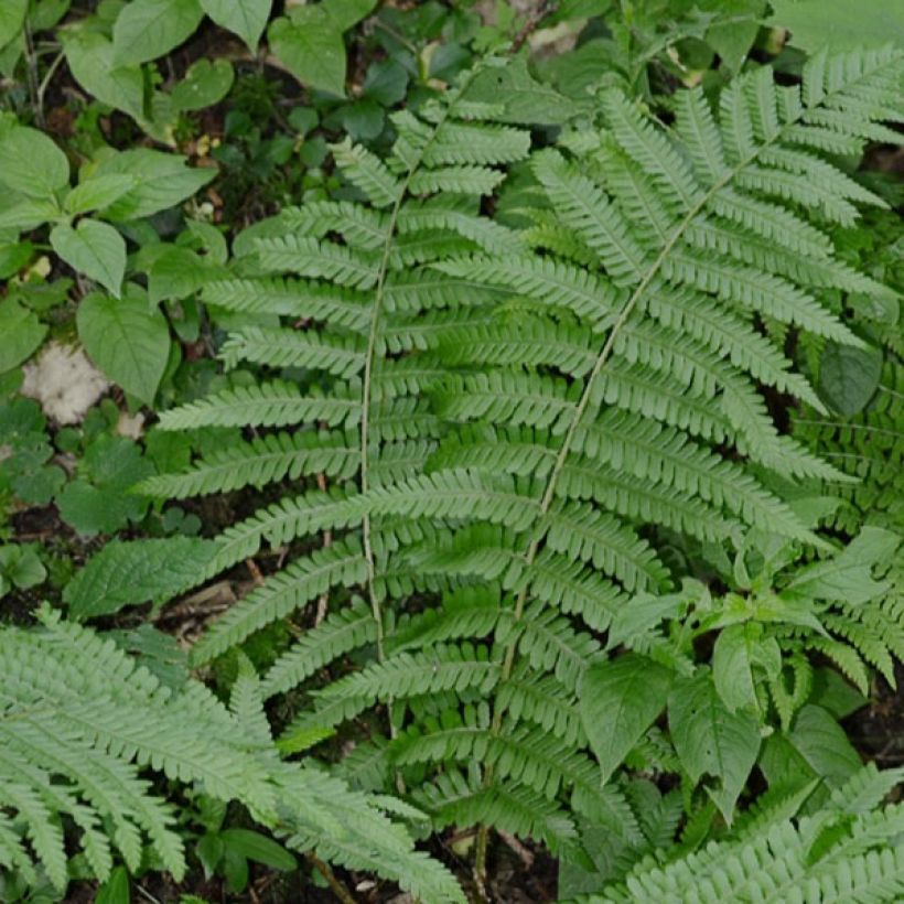 Dryopteris filix-mas - Male Fern (Plant habit)