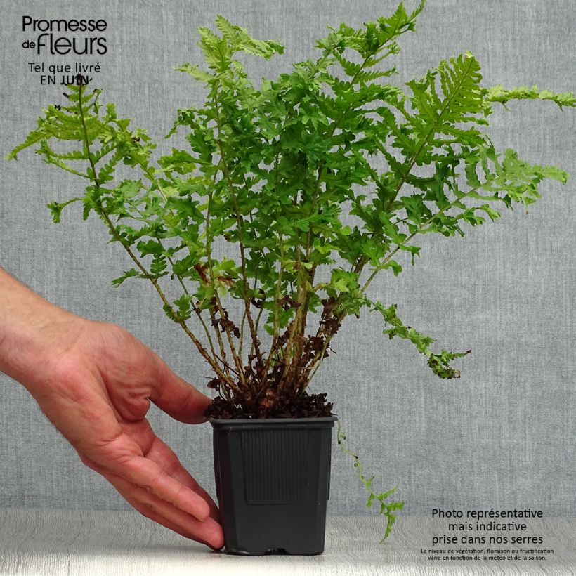 Dryopteris filix-mas Crispa Cristata - Male Fern 8/9 cm pot sample as delivered in summer