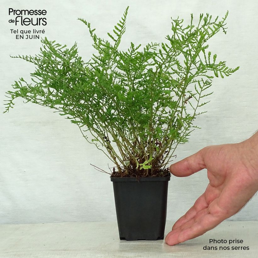 Dryopteris filix-mas Linearis Polydactyla - Male Fern 8/9 cm pot sample as delivered in summer