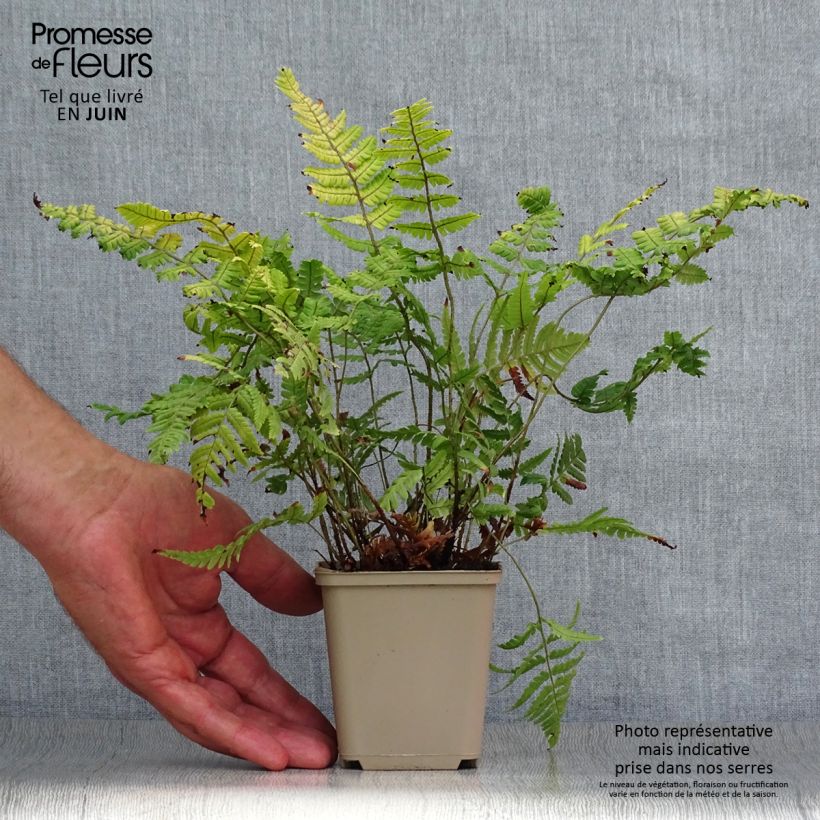 Dryopteris lepidopoda - Sunset Fern 8/9 cm pot sample as delivered in summer