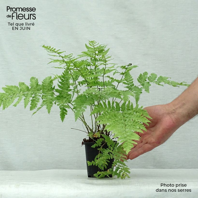 Dryopteris stewartii - Wood Fern 8/9 cm pot sample as delivered in summer