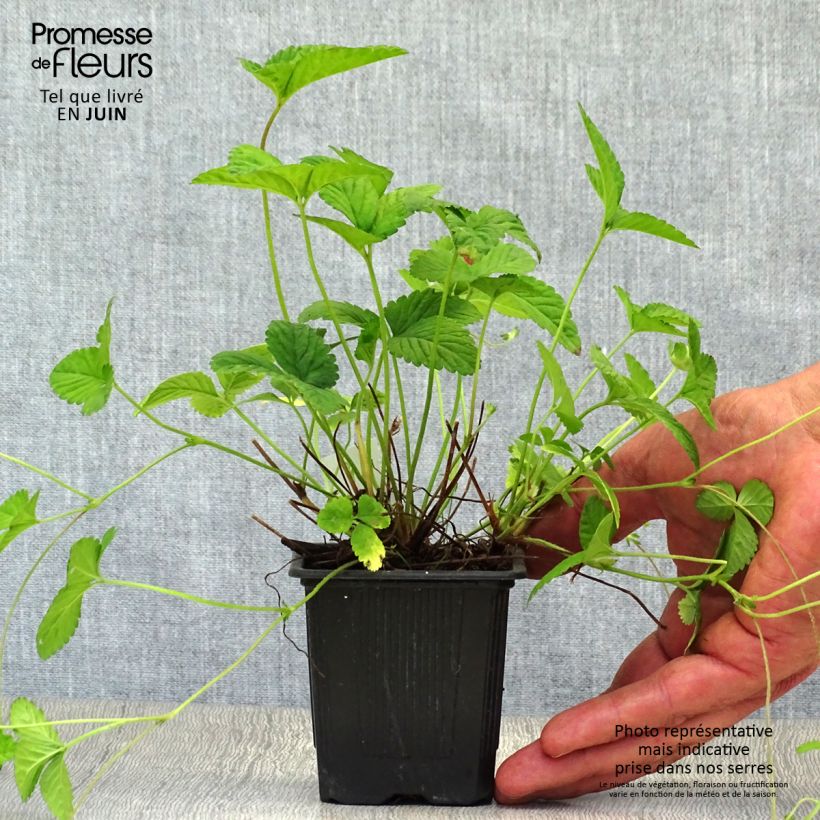 Duchesnea indica - Fraisier des Indes Godet de 8 cm sample as delivered in summer