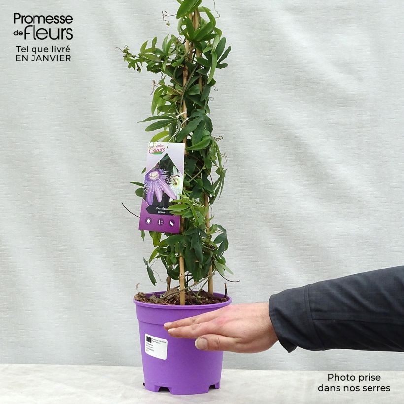Passiflora Purple Passion and Constance Elliott 2L/3L pot sample as delivered in winter