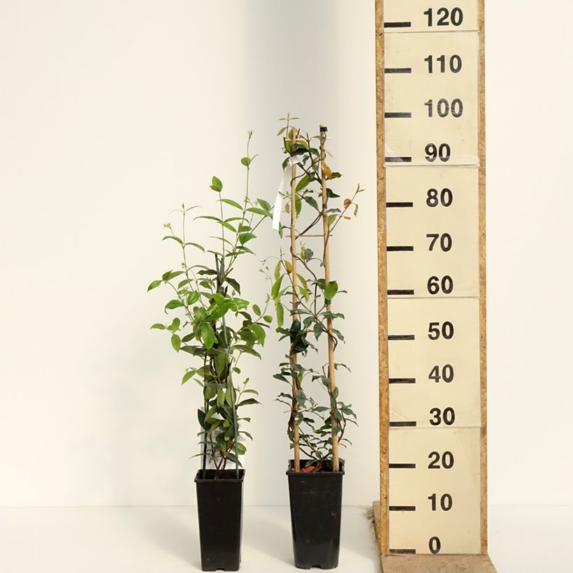 Trachelospermum  - Collection of Scented Star Jasmines sample as delivered in spring