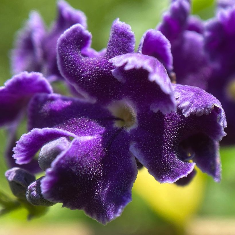 Duranta repens (Flowering)