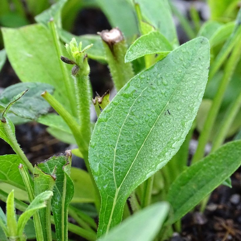 Echinacea purpurea Kismet White - Purple coneflower (Foliage)