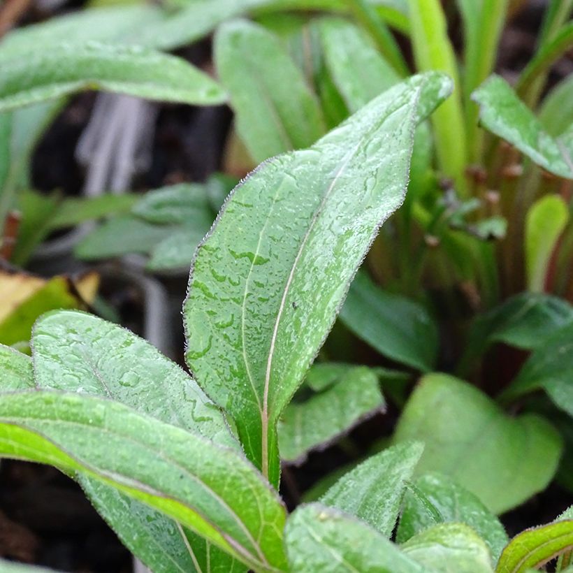 Echinacea purpurea Kismet Orange Intense - Purple Coneflower (Foliage)