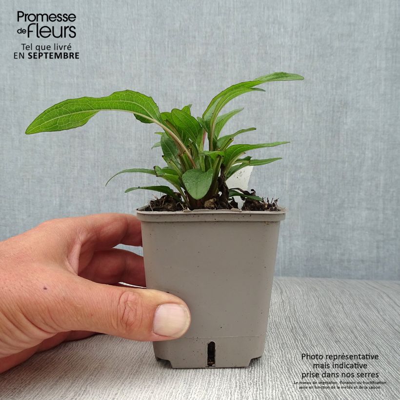 Echinacea purpurea Kismet Orange Intense - Purple Coneflower 8/9 cm pot sample as delivered in autumn