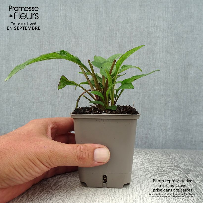 Echinacea purpurea Kismet Raspberry - Purple Coneflower 8/9 cm pot sample as delivered in autumn