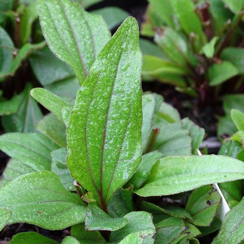 Echinacea purpurea 'Kismet Red' (Foliage)