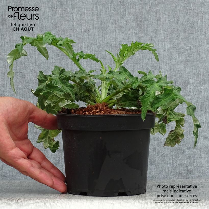 Echinops bannaticus Taplow Blue - Chardon boule en pot de 2L/3L sample as delivered in summer