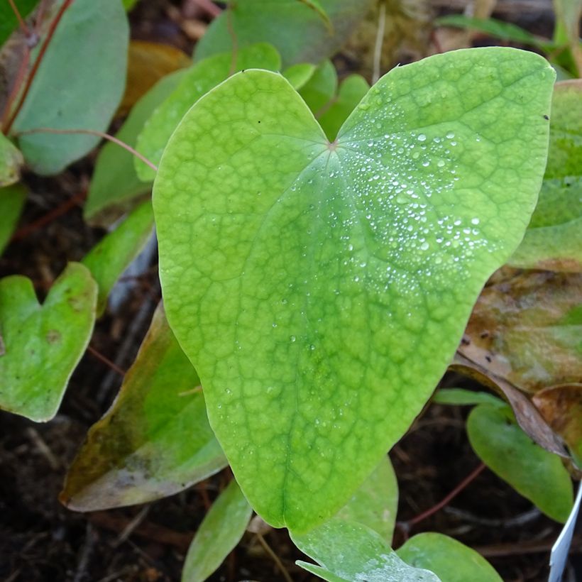 Epimedium acuminatum - Barrenwort (Foliage)