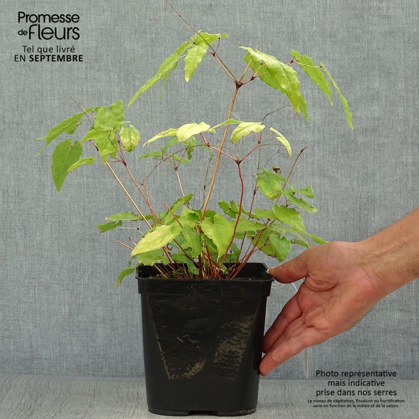 Epimedium Amber Queen - Barrenwort 3L/4L pot sample as delivered in autumn