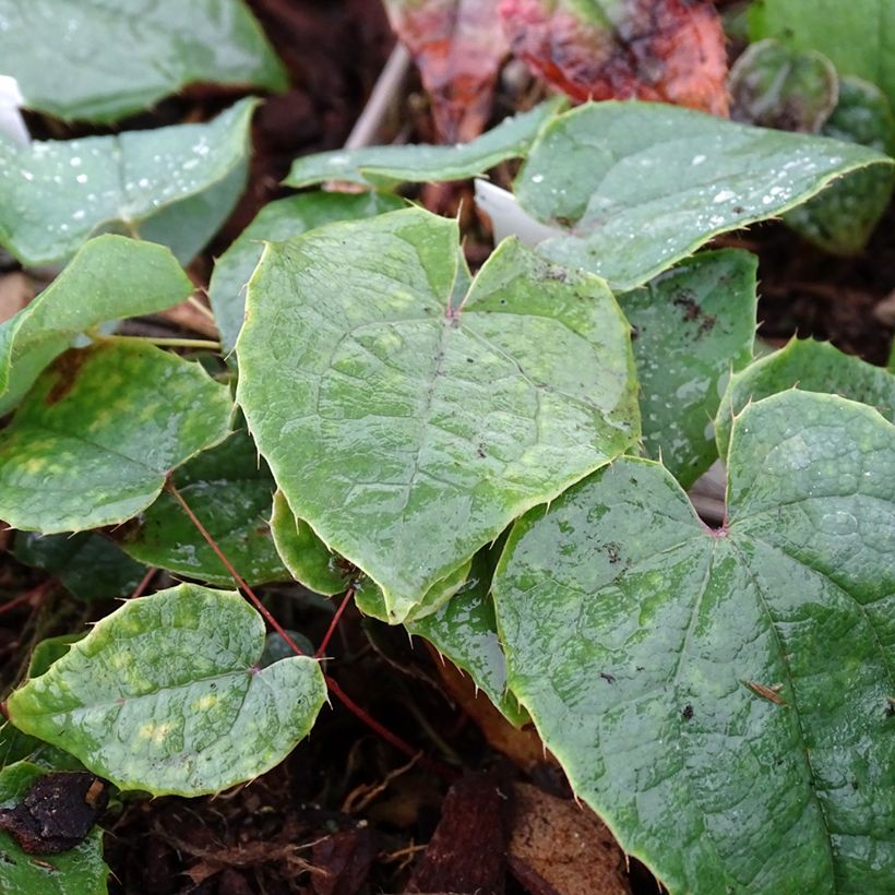 Epimedium brachyrrhizum - Barrenwort (Foliage)