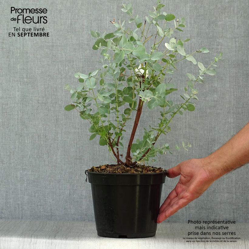 Eucalyptus archeri 4L/5L pot sample as delivered in autumn