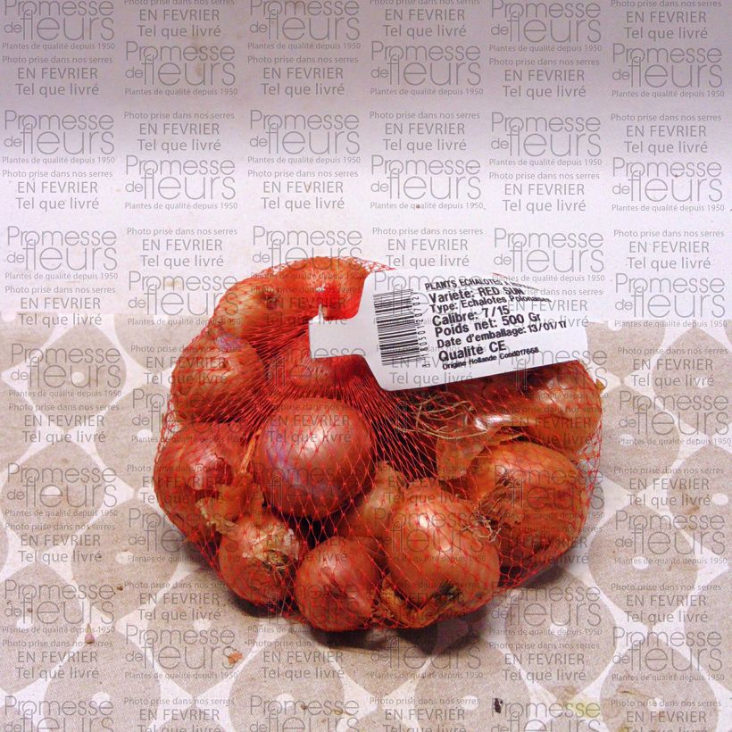 Example of Echalote Red Sun - Allium cepa - Sac de 500gr specimen as delivered