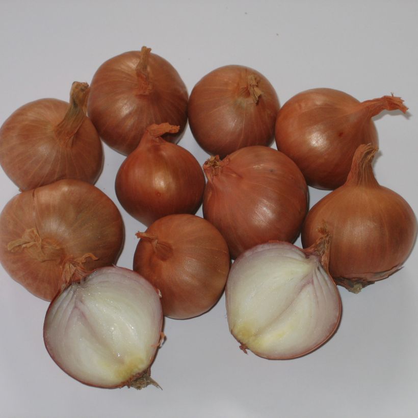 Shallot - Allium cepa var. aggregatum Red Sun (Harvest)