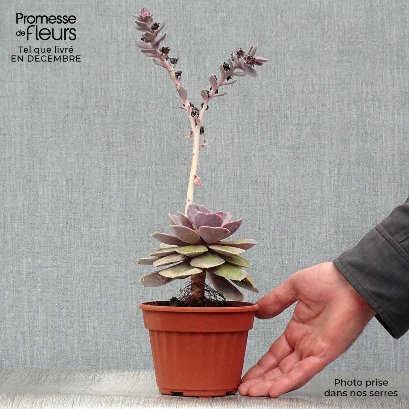 Echeveria Perle Von Nürnberg Pot de 13 cm sample as delivered in winter