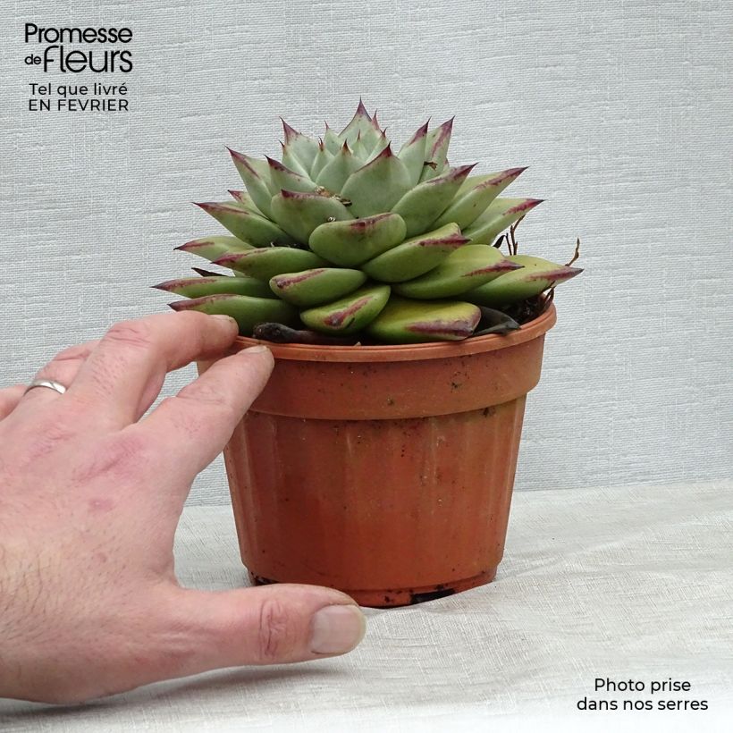 Echeveria agavoides Ebony Pot de 13 cm sample as delivered in winter