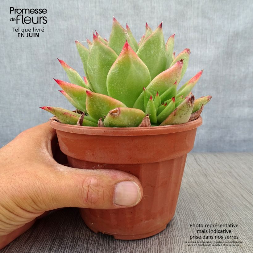 Echeveria agavoides Ebony Pot de 13 cm sample as delivered in summer