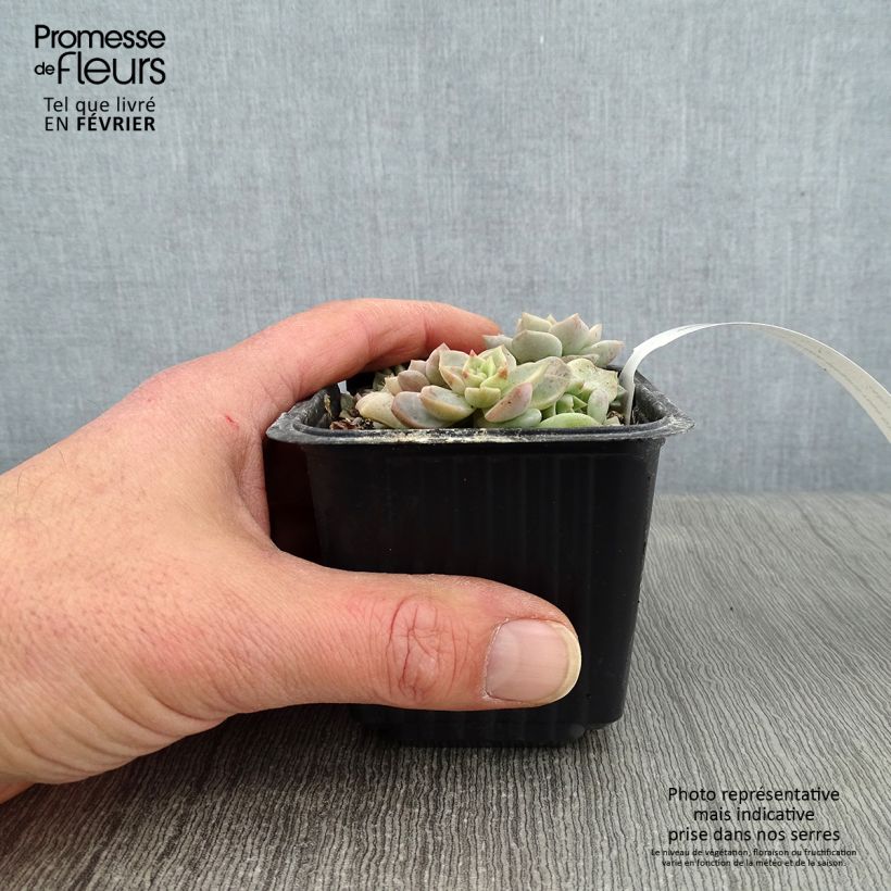 Echeveria elegans Rose 8/9 cm pot sample as delivered in winter