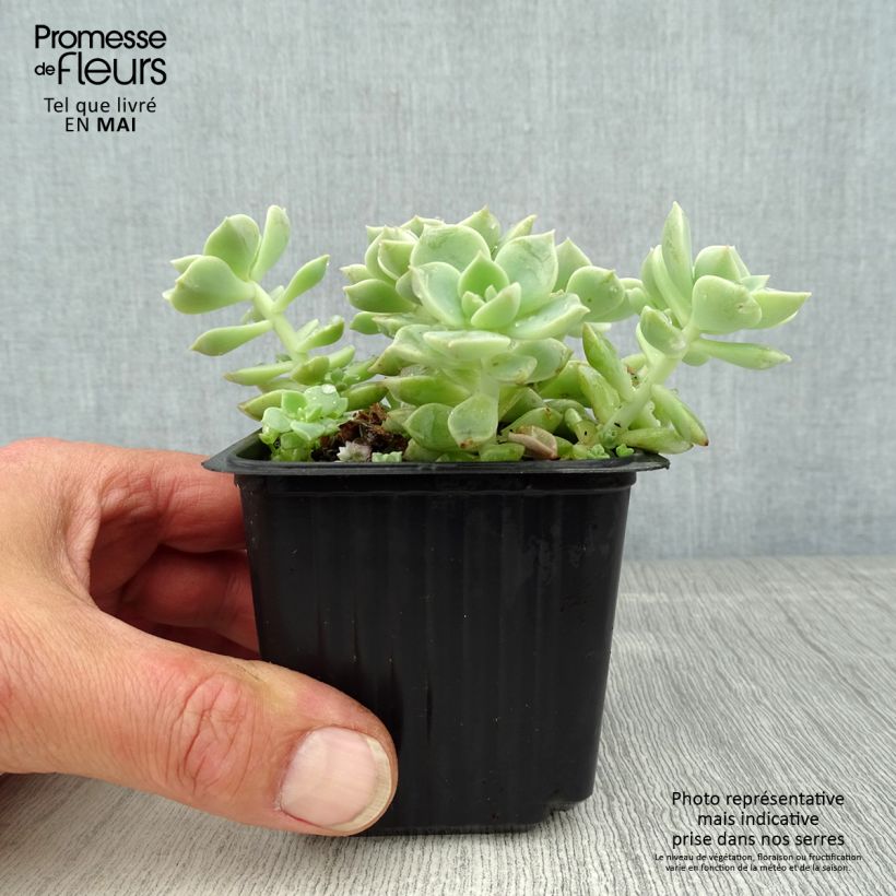 Echeveria elegans Rose - Godet de 8/9 cm sample as delivered in spring