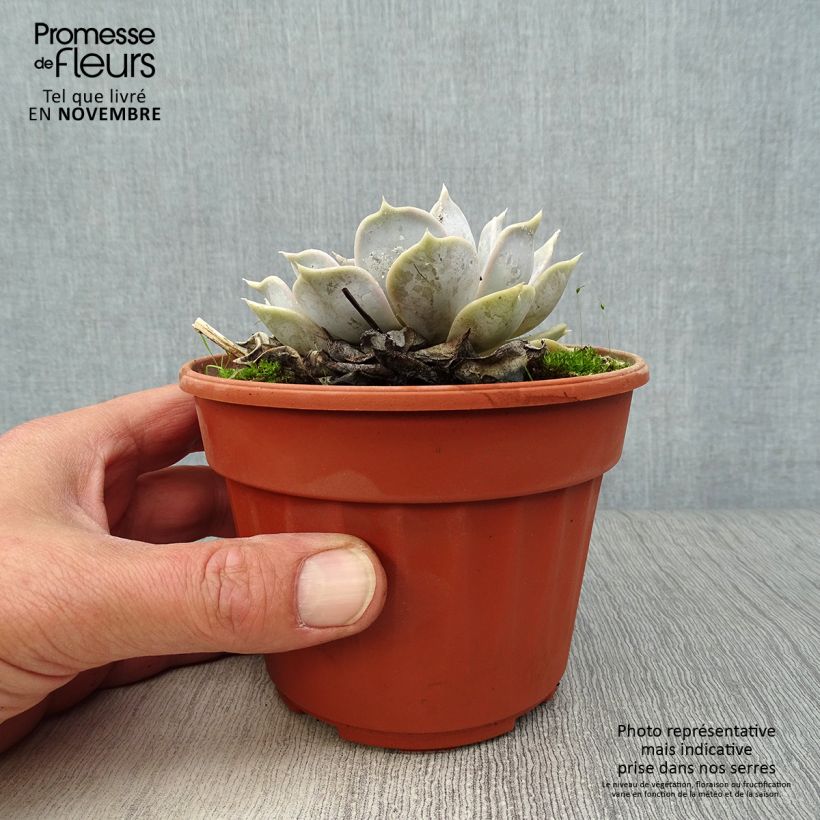 Echeveria lilacina Pot de 13 cm sample as delivered in autumn